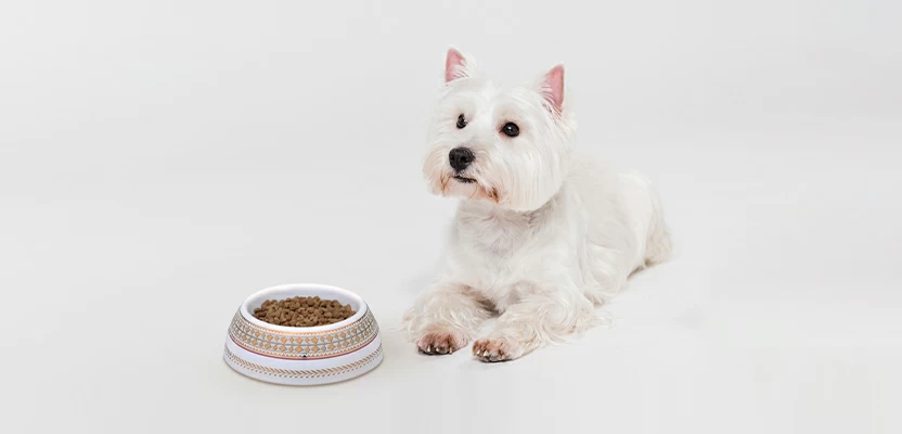 Новинка IPM Pets