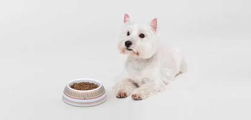 Новинка IPM Pets